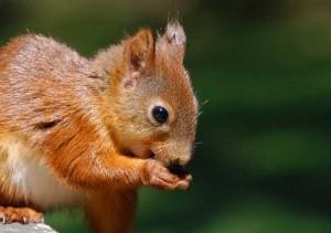 Squirrel in Chimney - Charlotte NC - Owens Chimney Systems