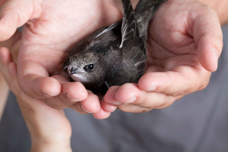 Swifts in your chimney - Charlotte NC - Owen's Chimney Service