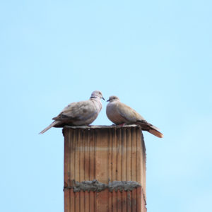 two birds on top of a chimney