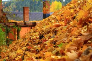 Leaves on rooftop