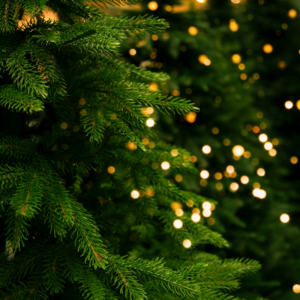 a close up view of evergreen branches with lights in the background