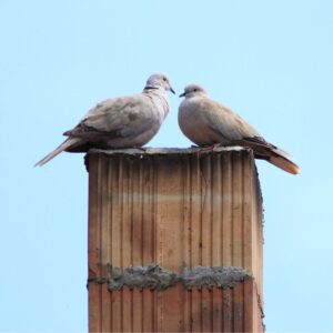 two birds on a top of a chimney