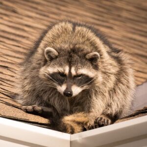 one raccoon crawling across a roof